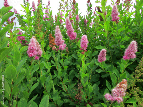 pink flowers in the garden