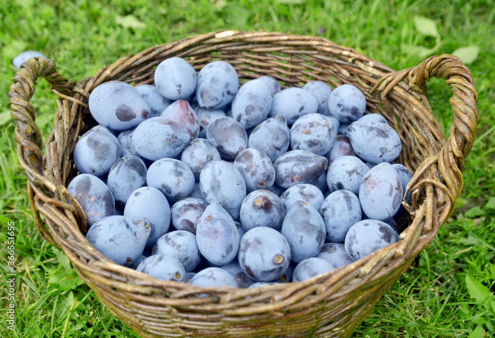 A lot of ripe blue plums in the basket A lot of ripe blue plums in the basket