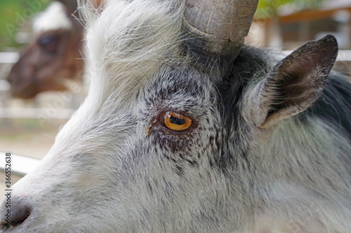 Fototapeta Naklejka Na Ścianę i Meble -  Portrait of goat in zoo