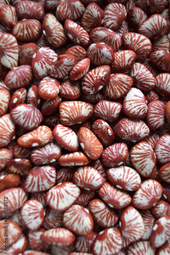 Closeup of the colorful, striped seeds of 'Ping Zebra', a rare variety of lima bean (Phaseolus lunatus)