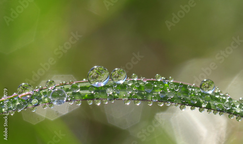 Morning dew on plant. The green grass is covered with drops of morning dew.