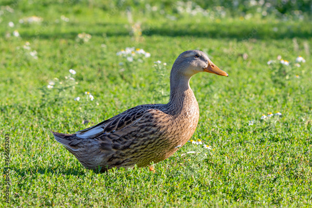 Mallard wild duck (Anas platyrhynchos) standing on the grass, male wild duck outside the water. Mallard wild duck (Anas platyrhynchos) standing on the grass, male wild duck outside the water.