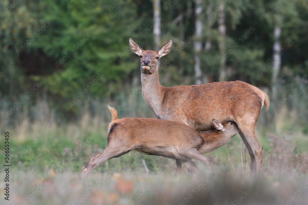 young red deer sucks milk. herd of deers in summer landscape. Wildlife scene from summer forest. Cervus elaphus