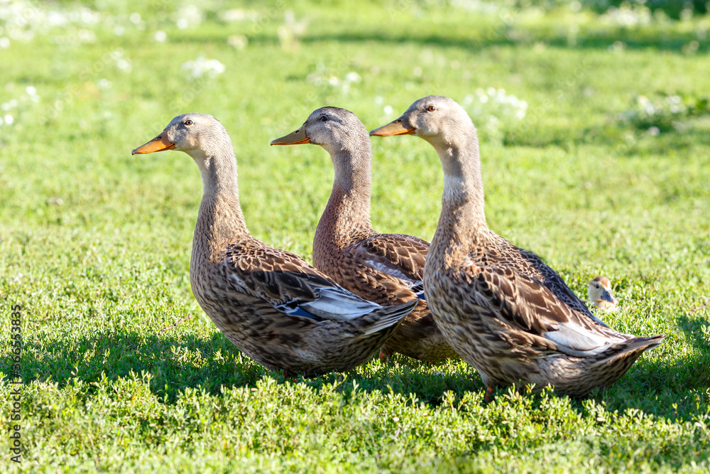 Mallard wild duck (Anas platyrhynchos) standing on the grass, male wild duck outside the water. Mallard wild duck (Anas platyrhynchos) standing on the grass, male wild duck outside the water.
