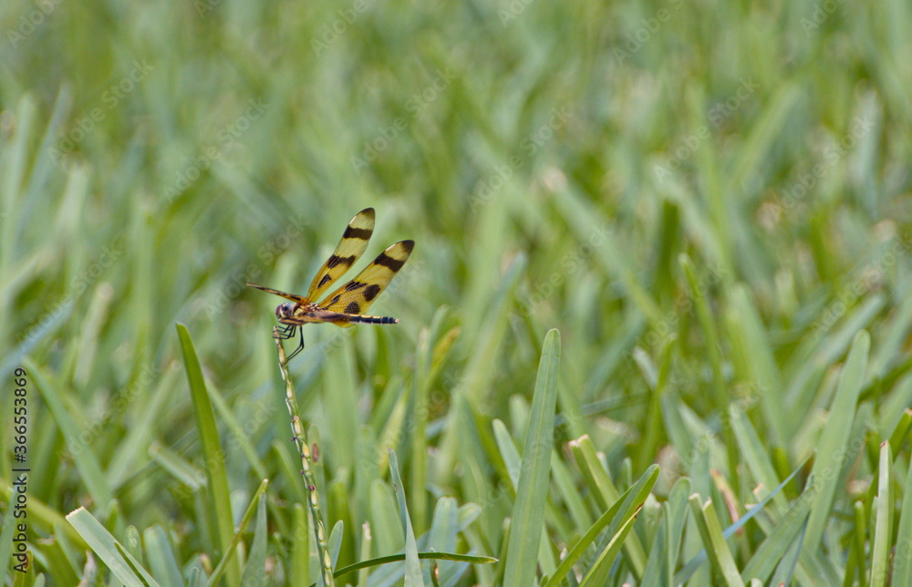 Dragonfly on grass Dragonfly on grass
