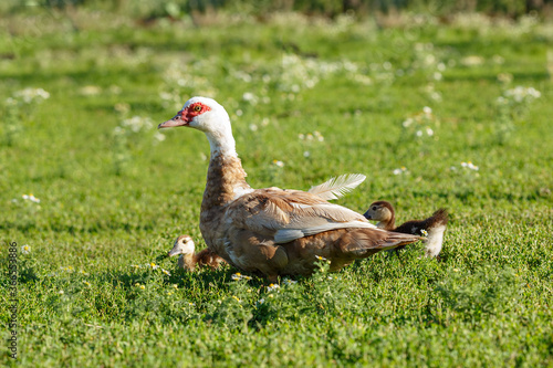 Muscovy duck mother with ducklings. The musky duck. The maintenance of musky ducks in a household.
