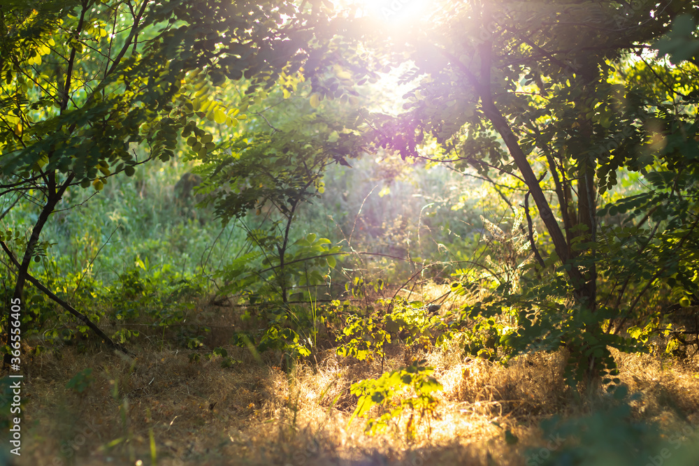 Obraz premium A glade in the forest overgrown with grass and flowers with a spot of bright sunlight on the background of trees. With a blurred background.