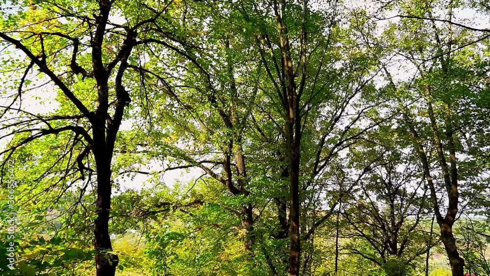 Beautiful autumn morning in the forest Beautiful autumn morning in the forest