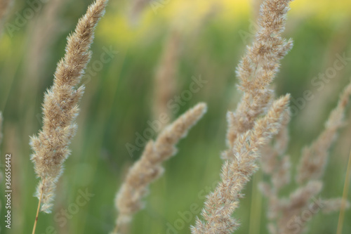 Wild cereals in sunlight. Close-up with a blurred background.
