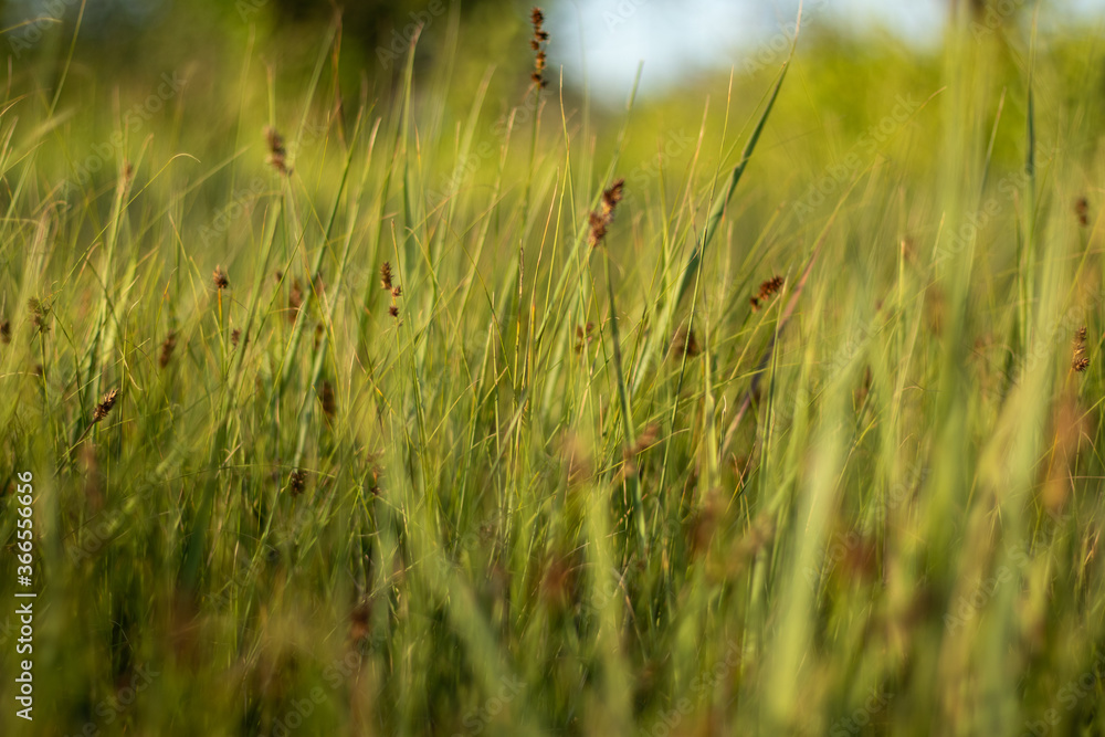 Tall green grass in bright sunlight. Close-up with blurred background.