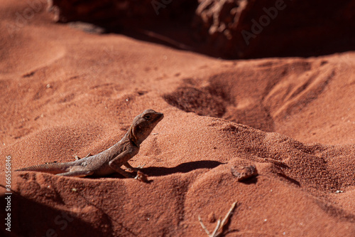 Close up image of a Pseudotrapelus sinaitus  Sinai Agama Lizard  basking on the sands of Wadi Rum desert  Jordan. This male is in its natural brown color until the mating season where it gets blue.