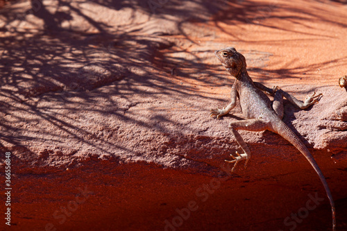 Close up image of a Pseudotrapelus sinaitus (Sinai Agama Lizard) basking on a rock in Wadi Rum desert, Jordan. This male is in its natural brown color until the mating season where it gets blue. photo