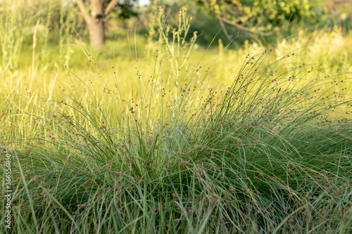 Tall green grass in a swamp against the backdrop of trees on a bright sunny day. Close-up with a blurred background.