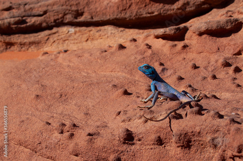 Close up image of a Pseudotrapelus sinaitus (Sinai Agama Lizard) basking on a rock in Wadi Rum desert, Jordan. The male gets blue during the mating season hence the name blue agama