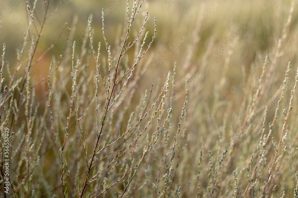 Fototapeta premium Close-up grain crop in bright sunlight.