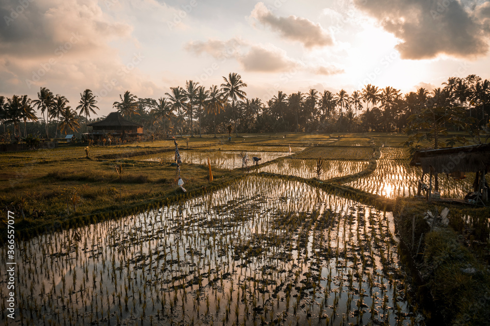 sunset over the rice filed in the countryside
