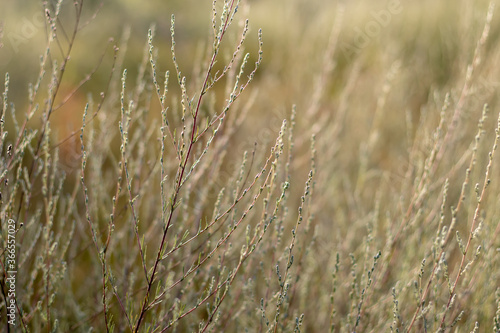 Close-up grain crop in bright sunlight.