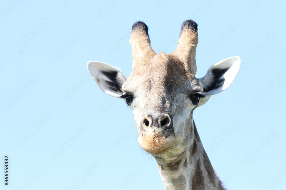 Wild African Giraffes by the Chobe River in Botswana Wild African Giraffes by the Chobe River in Botswana