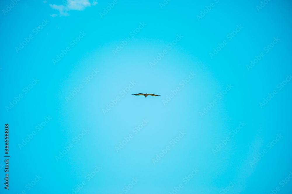 airplane in the sky airplane in the sky
