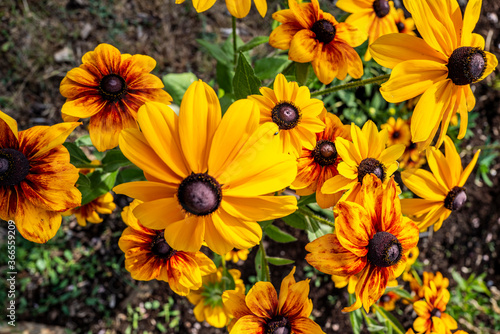 parterre de black-eyed Susan