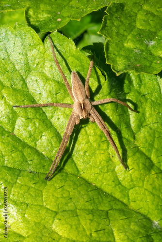 Pisaurina mira (Nursery web spider) a common garden and meadow insect stock photo