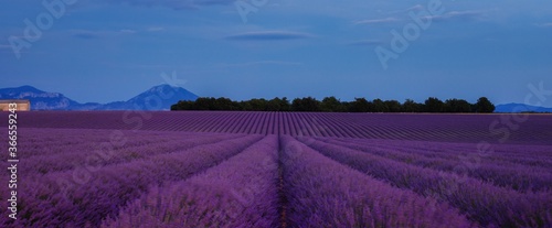 Valensole, Provence/France - Jul 14th 2020: blue hour in Valensole plateau with lavender field in foreground
