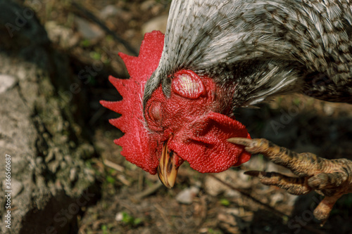 Rooster farm bird head portrait photo