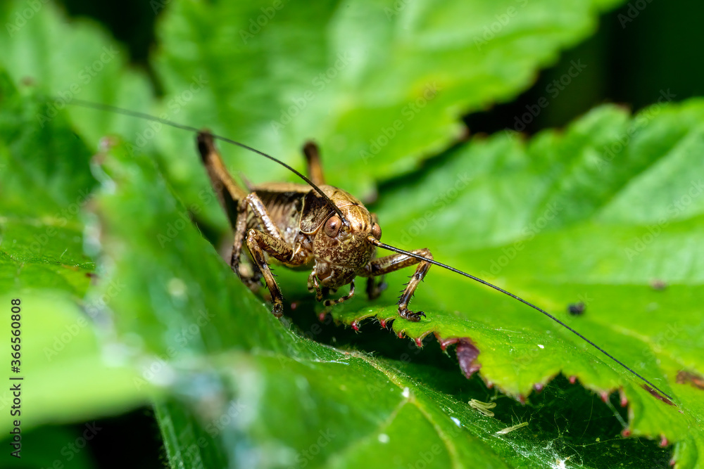 Pholidoptera griseoaptera (Dark Bush Cricket) a common brown insect species found in fields meadows and gardens stock photo Pholidoptera griseoaptera (Dark Bush Cricket) a common brown insect species found in fields meadows and gardens stock photo