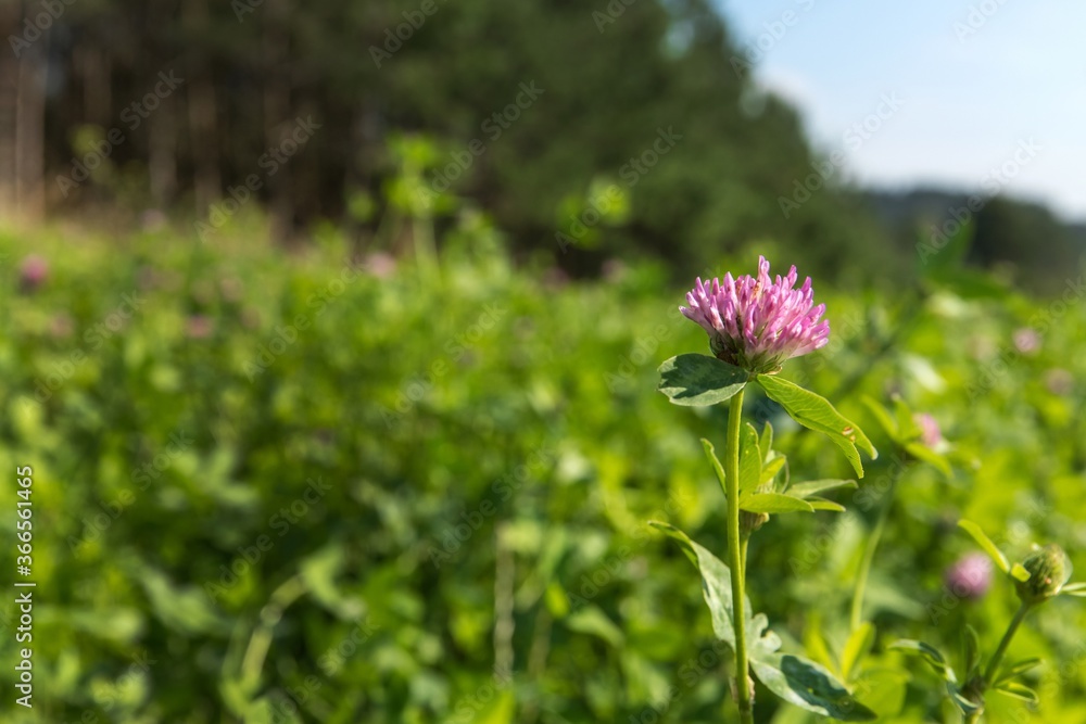 Summer morning on a clover field. (Trifolium pratense) Thickets of a blossoming clover. Cattle feed. Agriculture. Summer morning on a clover field. (Trifolium pratense) Thickets of a blossoming clover. Cattle feed. Agriculture.