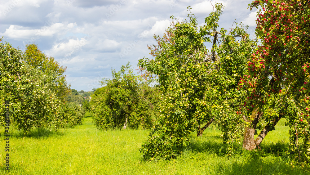 A large apple orchard with a rich, fruit harvest that ripens on a sunny summer day. Autumn harvest. A large apple orchard with a rich, fruit harvest that ripens on a sunny summer day. Autumn harvest.