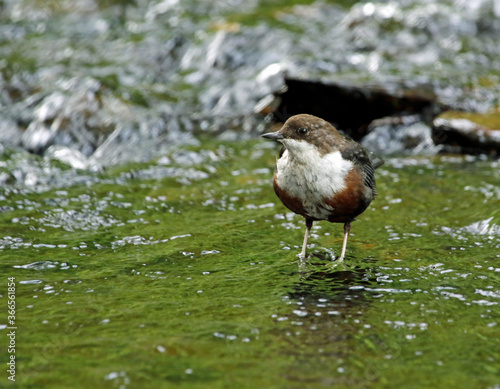 Dipper looking for food in the river
