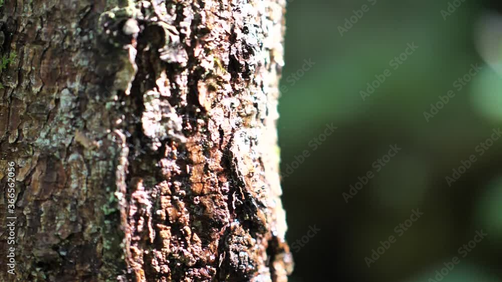 Sunlight Striking On The Rough Tree Bark With Water Dripping. - close up shot Sunlight Striking On The Rough Tree Bark With Water Dripping. - close up shot