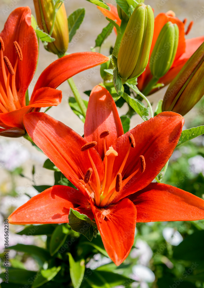 orange lily in the garden orange lily in the garden