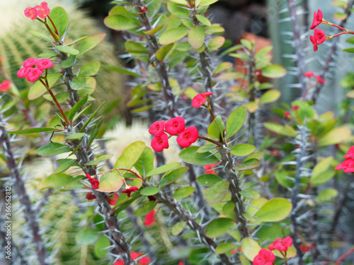 Euphorbia milii | Couronne d'épines ou couronne du Christ aux fleurs à bractées rouges et feuilles ovales vertes marginées de rouge sur tiges brunes acérées
 photo