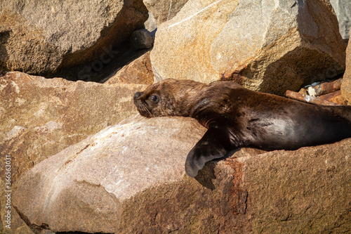 sea lion resting