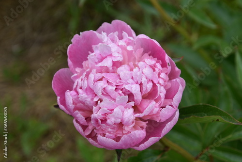 Gorgeous purple and pink peony in daylight isolated and in field