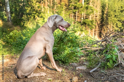 Weimaraner dog sitting in the forest in summer. Hunting hound in the woods. Hunting season.