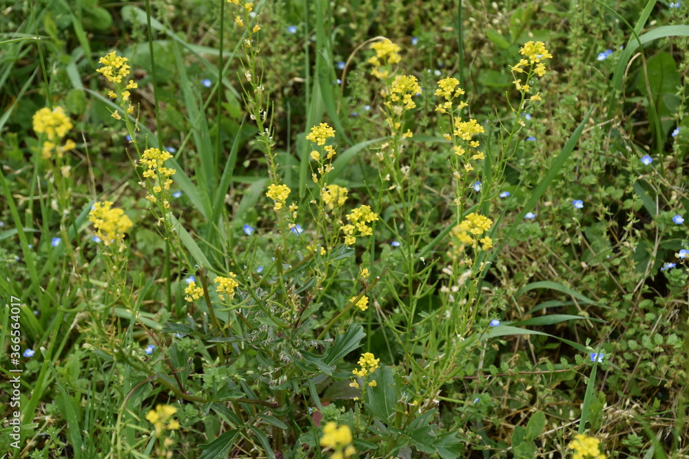 Beautiful Summer Yellow Day Lillies Forsythia Butterweed Wildflowers