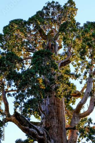 Sequia tree top in the Sequia National Park, California