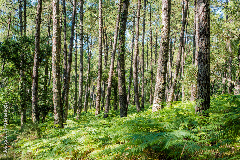 magnificent landscapes of the Landes forest in the south west of France magnificent landscapes of the Landes forest in the south west of France