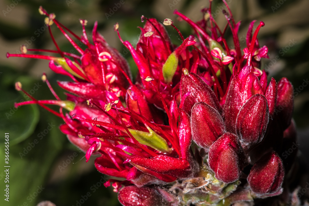 Ταπετσαρία Flower of Weeping Boer-bean (Schotia brachypetala)