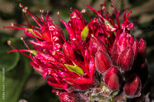 Εκτύπωση καμβά Flower of Weeping Boer-bean (Schotia brachypetala)