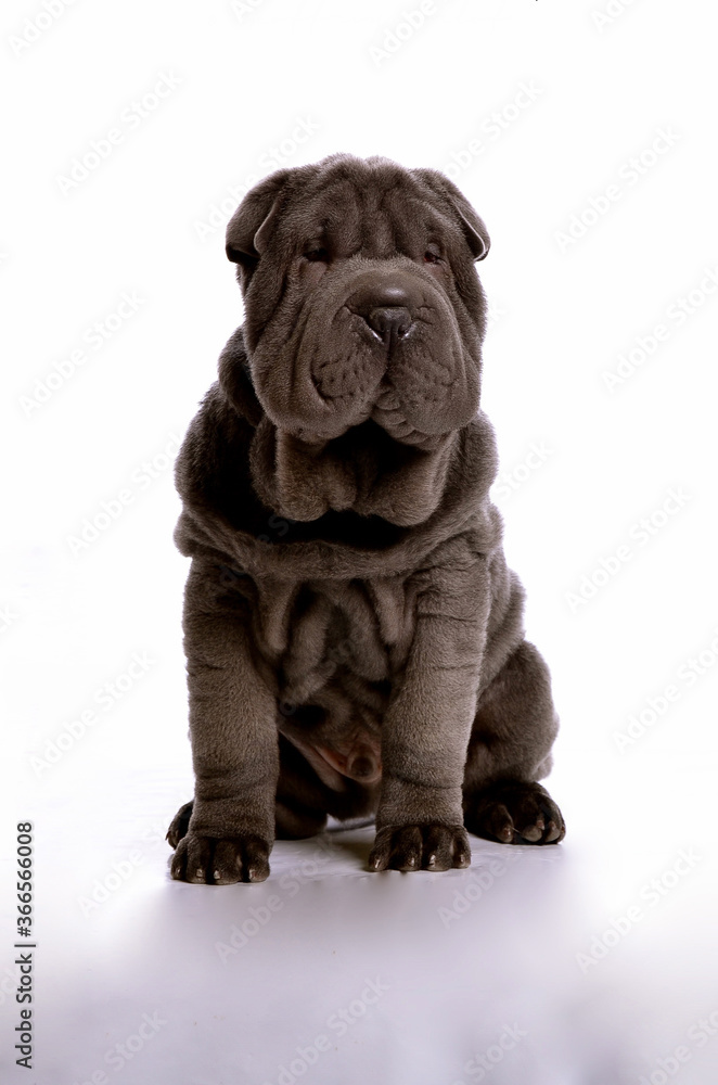 Chien Chien