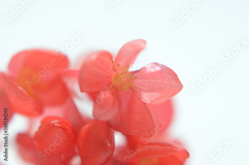 Red Flower close up on isolated white background