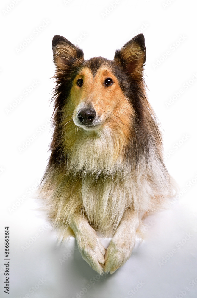 Chien Chien