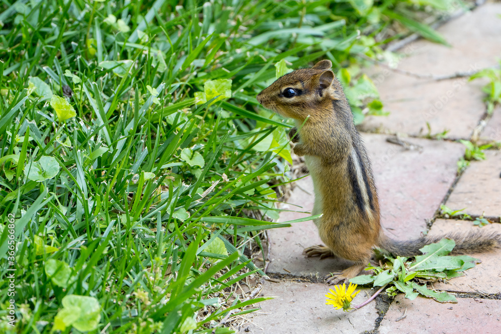 Eastern Chipmunk on a brick path Eastern Chipmunk on a brick path
