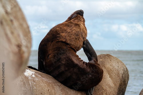 Sea lion resting on wildlife refuge of Molhe Leste, Rio Grande do Sul/Brazil photo