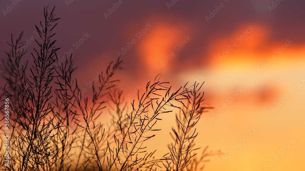 Stunning Sunset against silhouetted cane grass. Bright orange sky with setting sun in the backdrop and cane grass dancing with the wind in the foreground. selective focus Stunning Sunset against silhouetted cane grass. Bright orange sky with setting sun in the backdrop and cane grass dancing with the wind in the foreground. selective focus