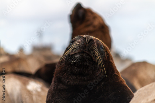 Sea lion resting on wildlife refuge of Molhe Leste, Rio Grande do Sul/Brazil