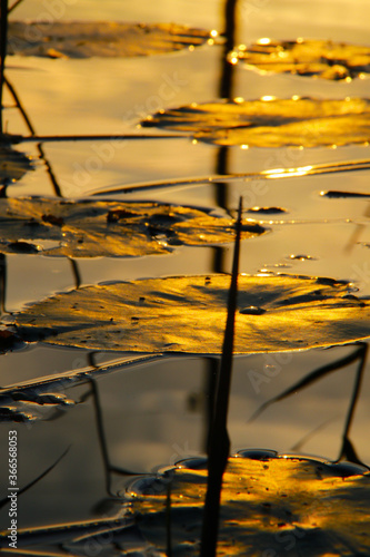 water lilies leafs in water © Iveta